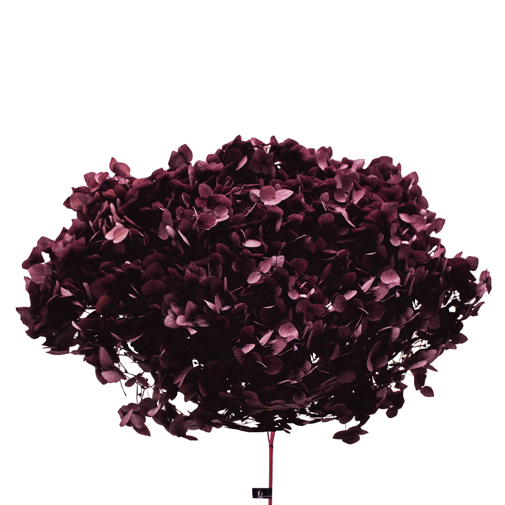 Single Anna Hydrangea