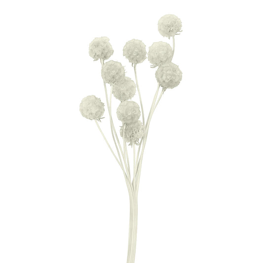 Scabiosa Flower