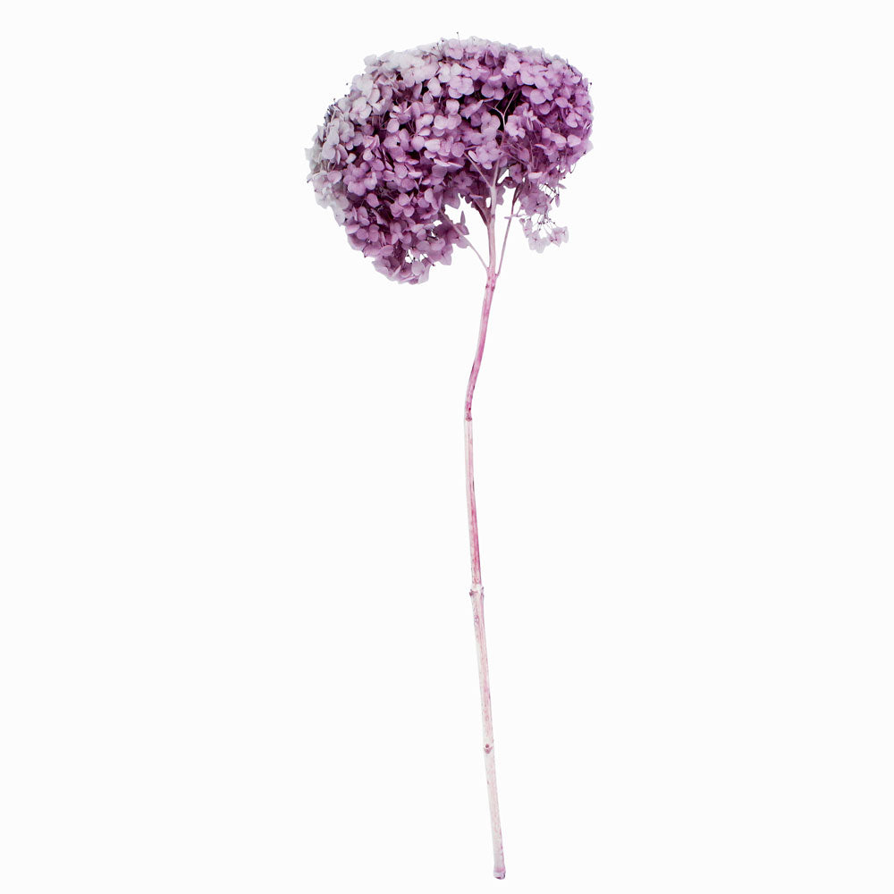 Single Anna Hydrangea