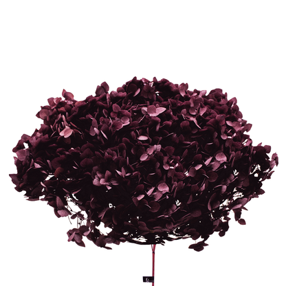 Single Anna Hydrangea