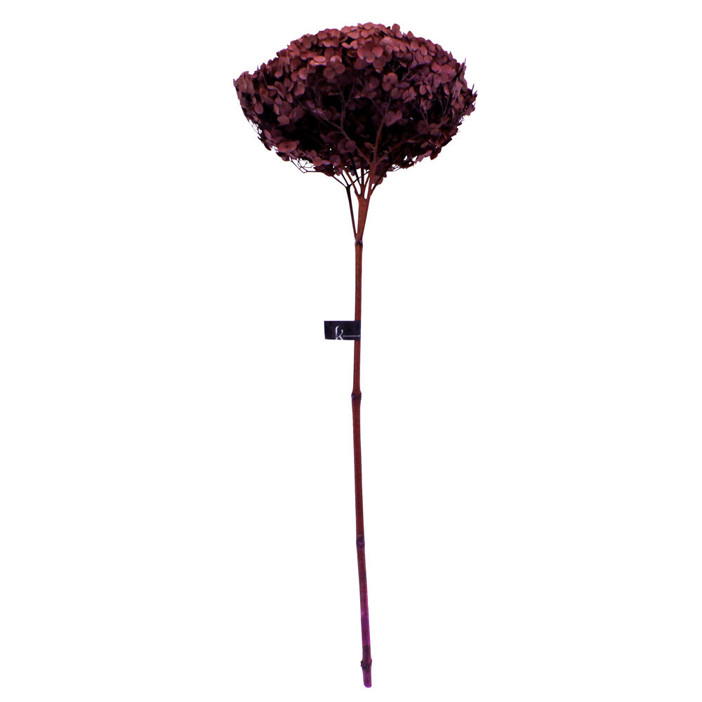 Single Anna Hydrangea