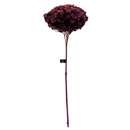 Single Anna Hydrangea