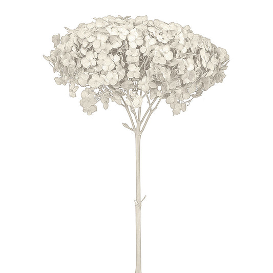 Single Anna Hydrangea