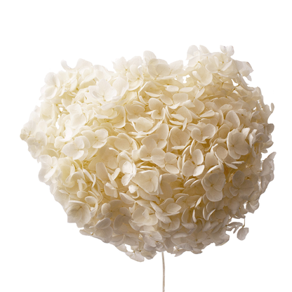 Single Anna Hydrangea