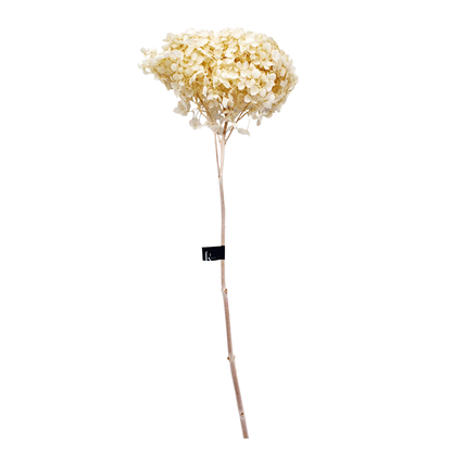 Single Anna Hydrangea