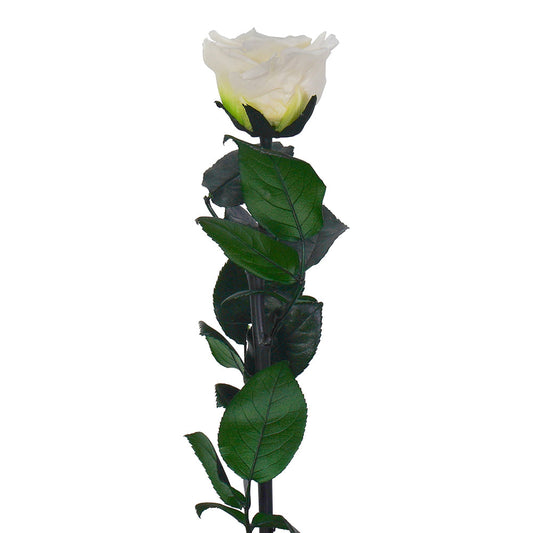 Long Stem Rose