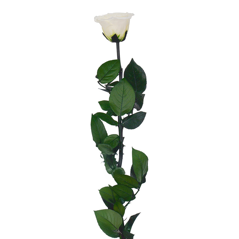 Long Stem Rose