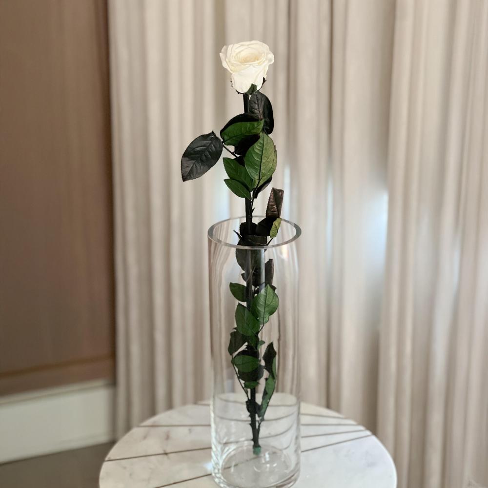Long Stem Rose