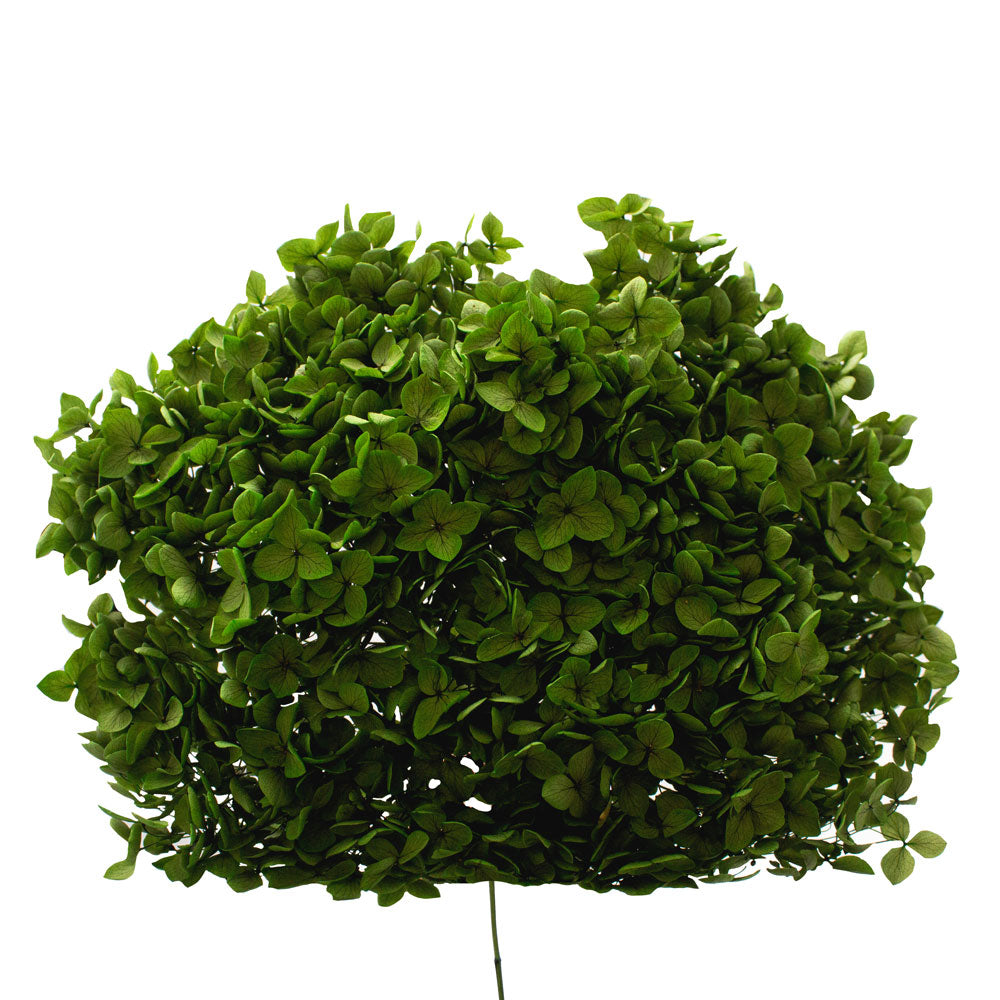 Single Anna Hydrangea
