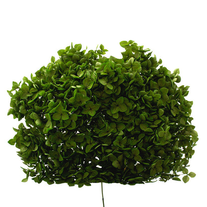 Single Anna Hydrangea