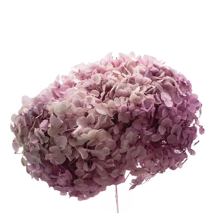 Single Anna Hydrangea