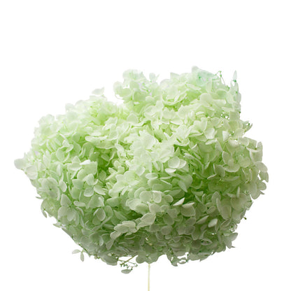 Single Anna Hydrangea