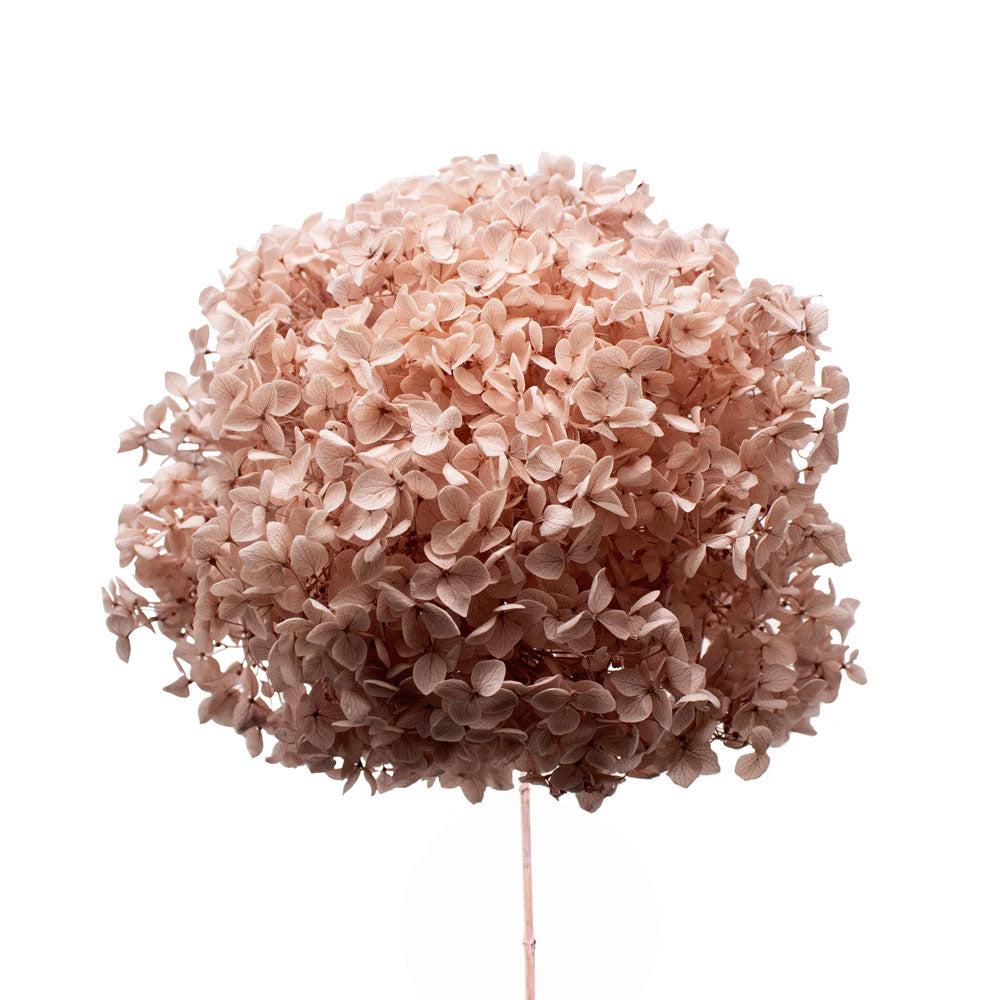 Single Anna Hydrangea