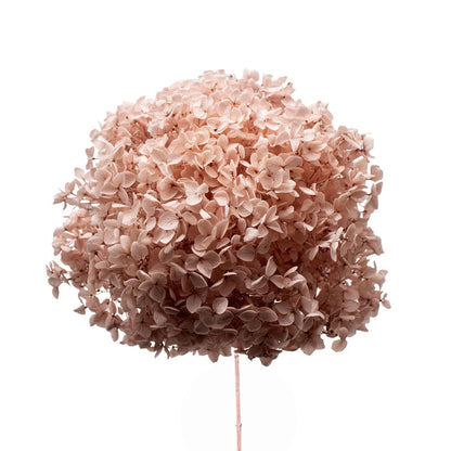 Single Anna Hydrangea