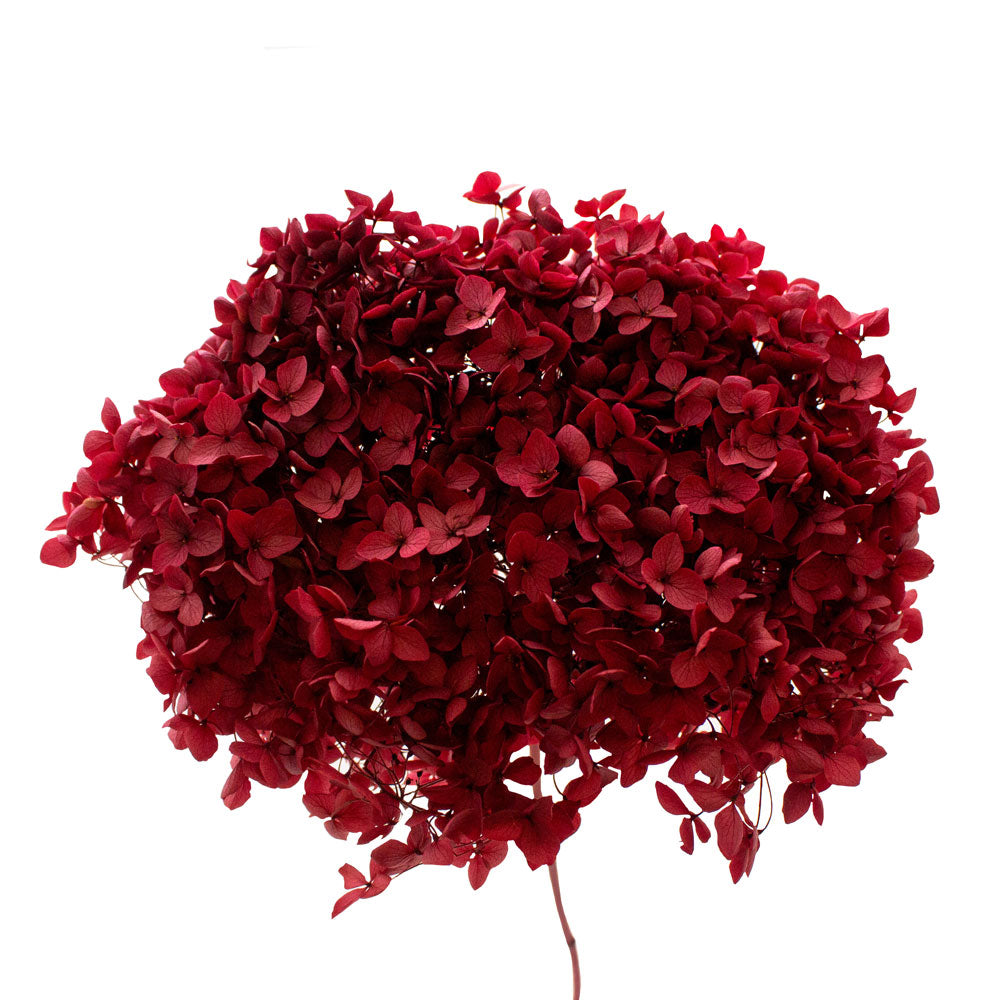 Single Anna Hydrangea